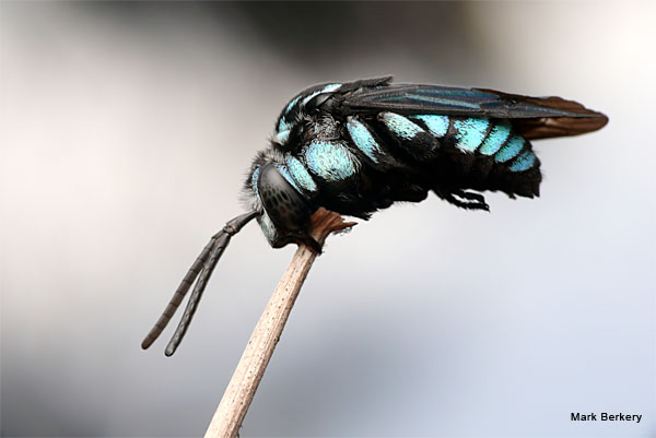 Neon Cuckoo Bee by Mark Berkery