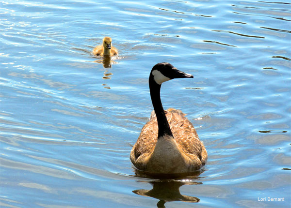 Following Mama by Lori Bernard