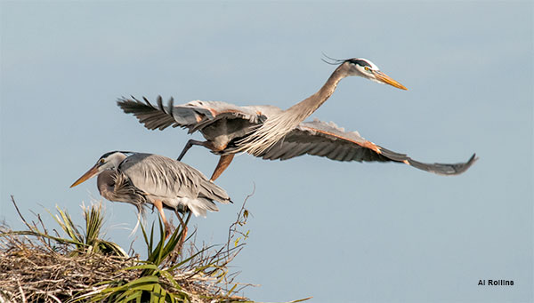 Off To Get More Grass by Al Rollins