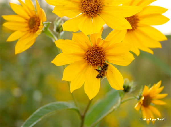 Sunflower Bee by Erika Lyn Smith