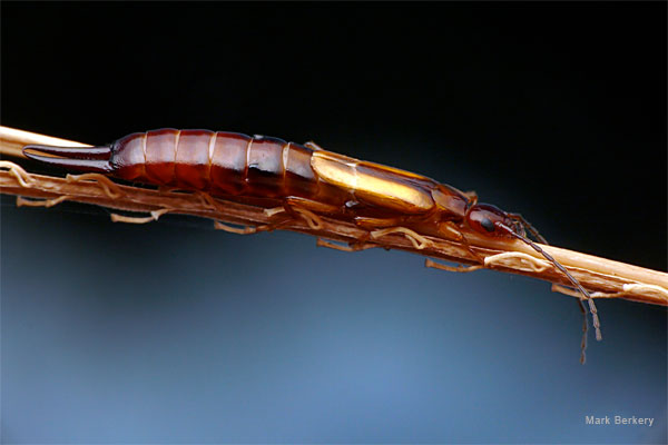 Earwig in the Afternoon by Mark Berkery