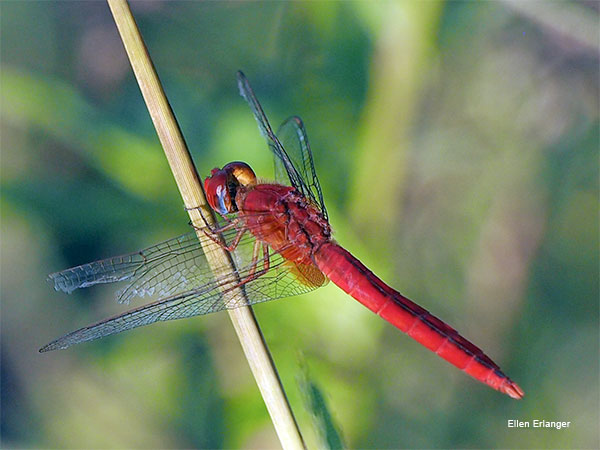 The Scarlet Skimmer by Ellen Erlanger